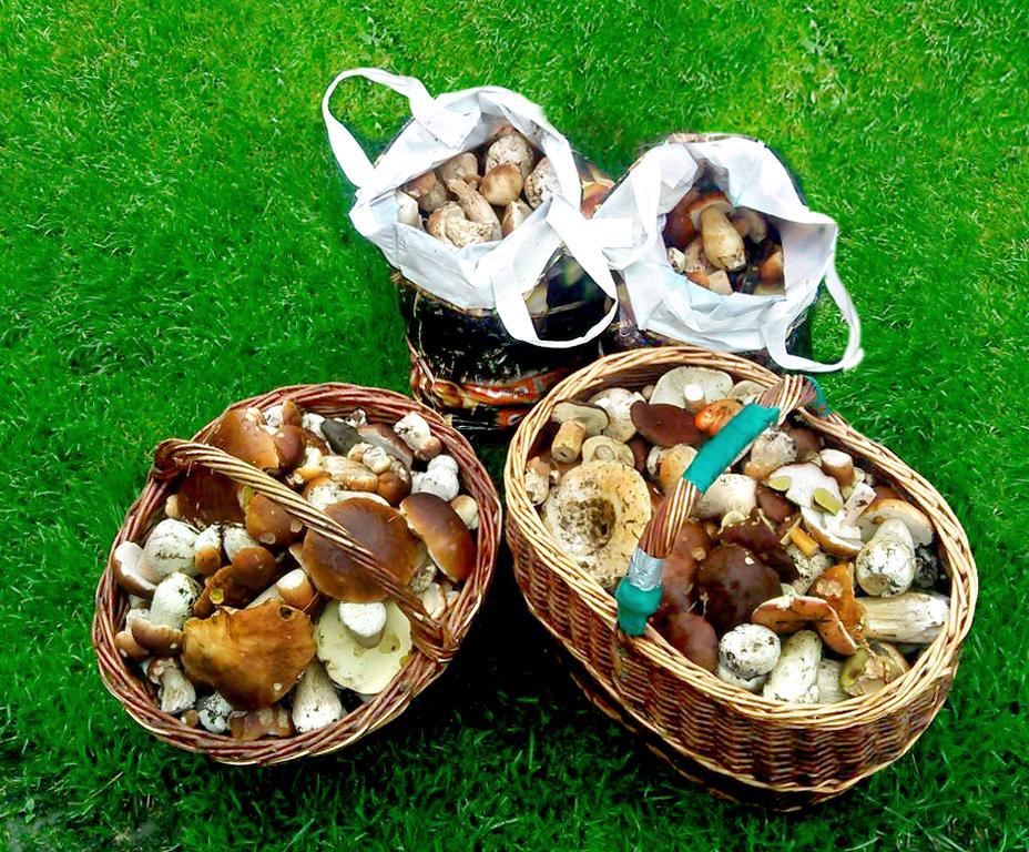 Penzion Muflon Bela nad Radbuzou Ngoại thất bức ảnh